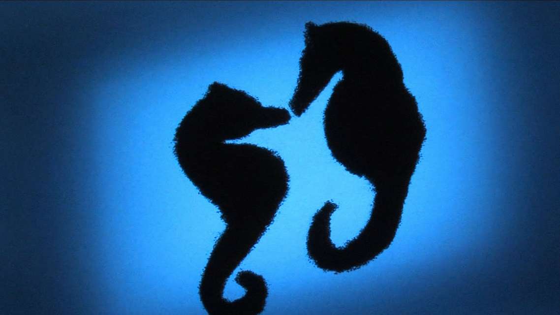 Mykonos Biennale 2015 - Film Festival -  Seahorses - screen shot