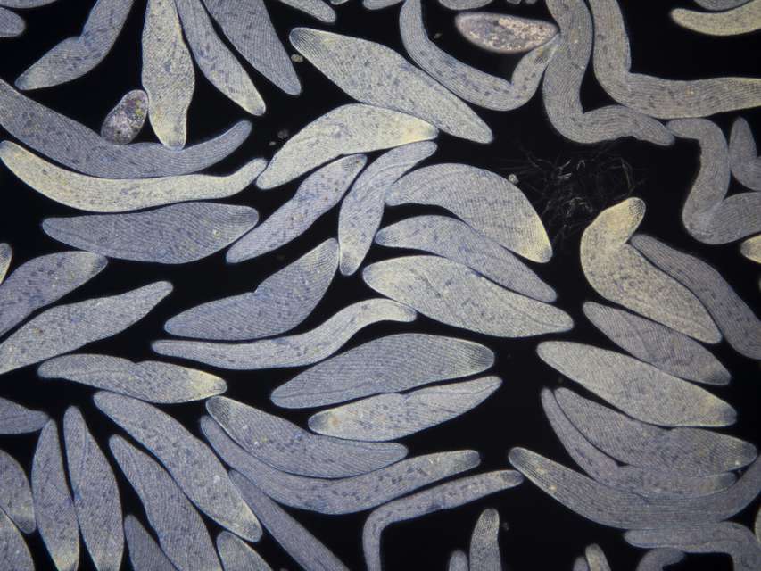 Mykonos Biennale 2015 - Film Festival -  Wonders of the invisible. A world you have never seen before - screen shot