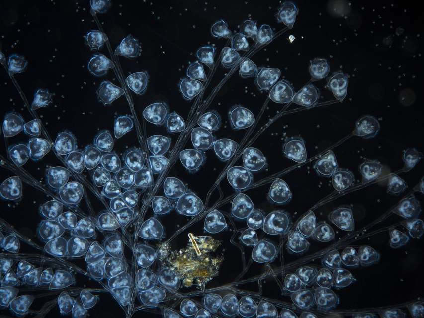 Mykonos Biennale 2015 - Film Festival -  Wonders of the invisible. A world you have never seen before - screen shot
