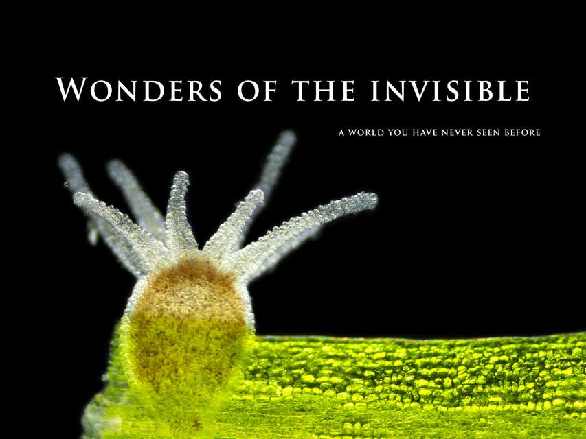 Mykonos Biennale 2015 - Film Festival -  Wonders of the invisible. A world you have never seen before - screen shot