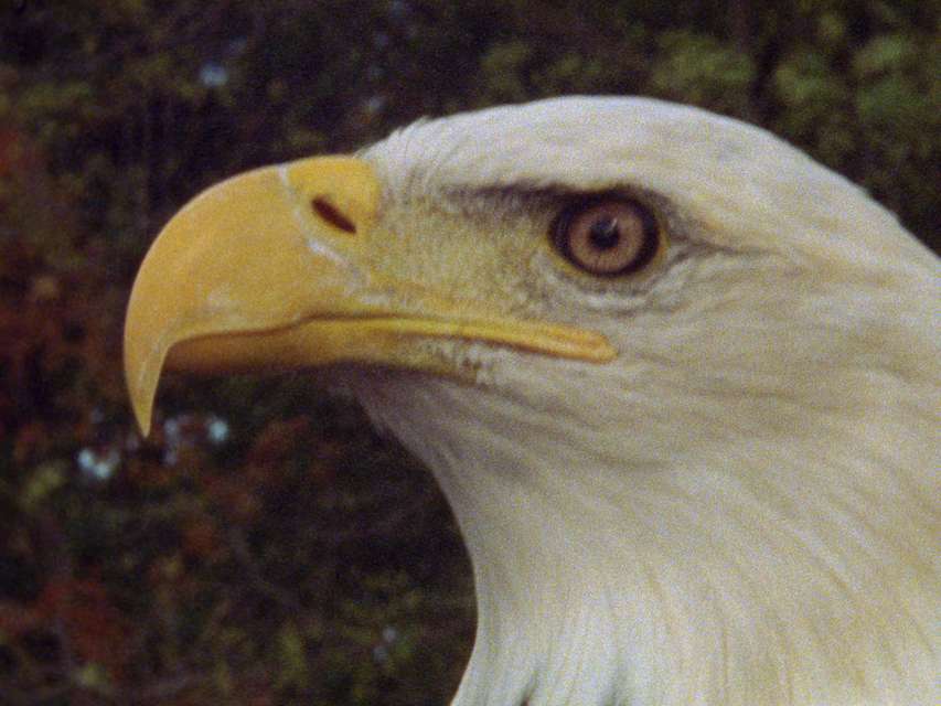 Mykonos Biennale 2015 - Film Festival -  Eagle - screen shot