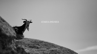 Katsikoland - Apathia Amalphia Poster