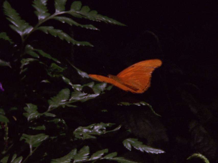 Mykonos Biennale 2015 - Film Festival -  Orange Butterfly - screen shot