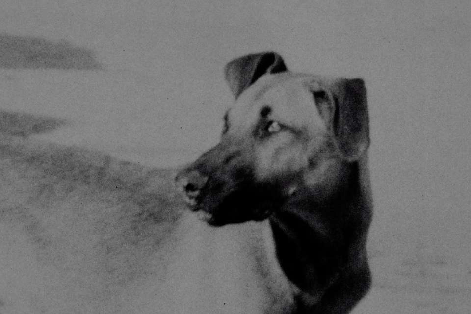 Mykonos Biennale 2015 - Film Festival -  I Was a Free Dog 2 - screen shot