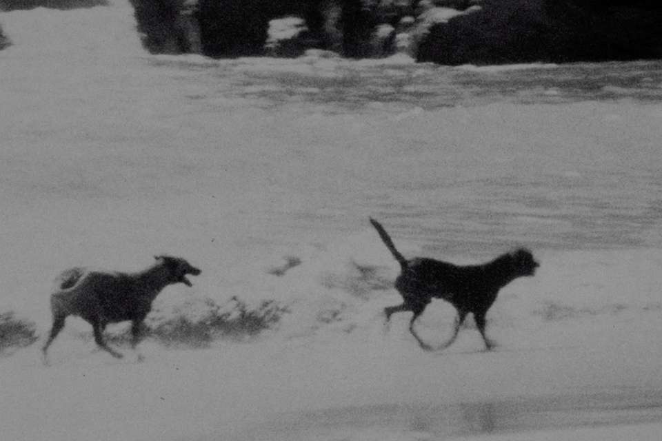 Mykonos Biennale 2015 - Film Festival -  I Was a Free Dog 1 - screen shot