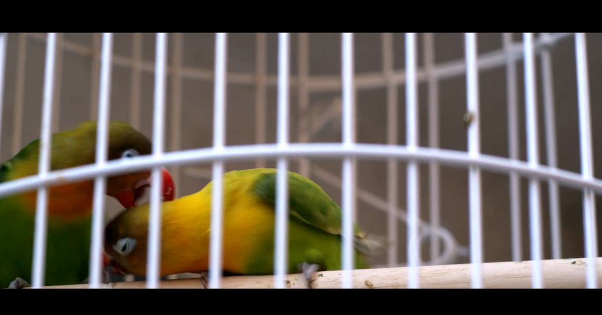 Mykonos Biennale 2015 - Film Festival -  Love at First Sight - screen shot