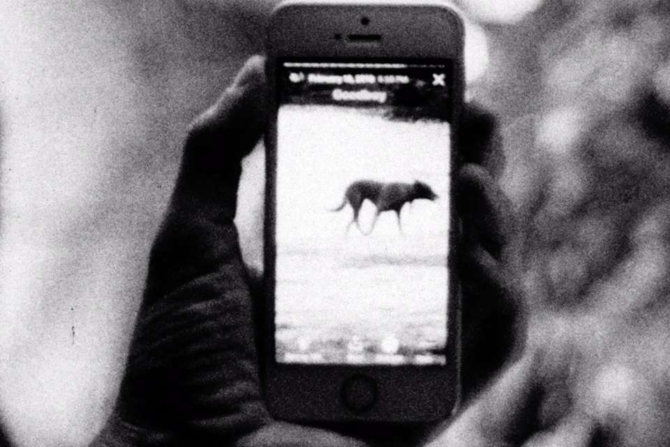 Mykonos Biennale 2015 - Film Festival -  I Was a Free Dog 3 - screen shot
