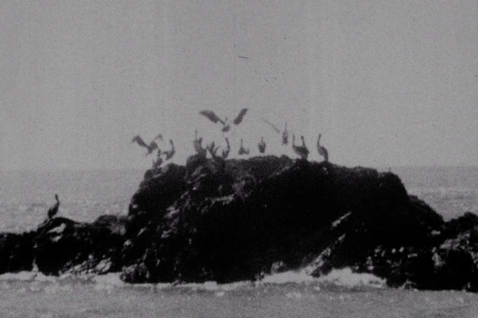 Mykonos Biennale 2015 - Film Festival -  I Was a Free Dog 7 - screen shot