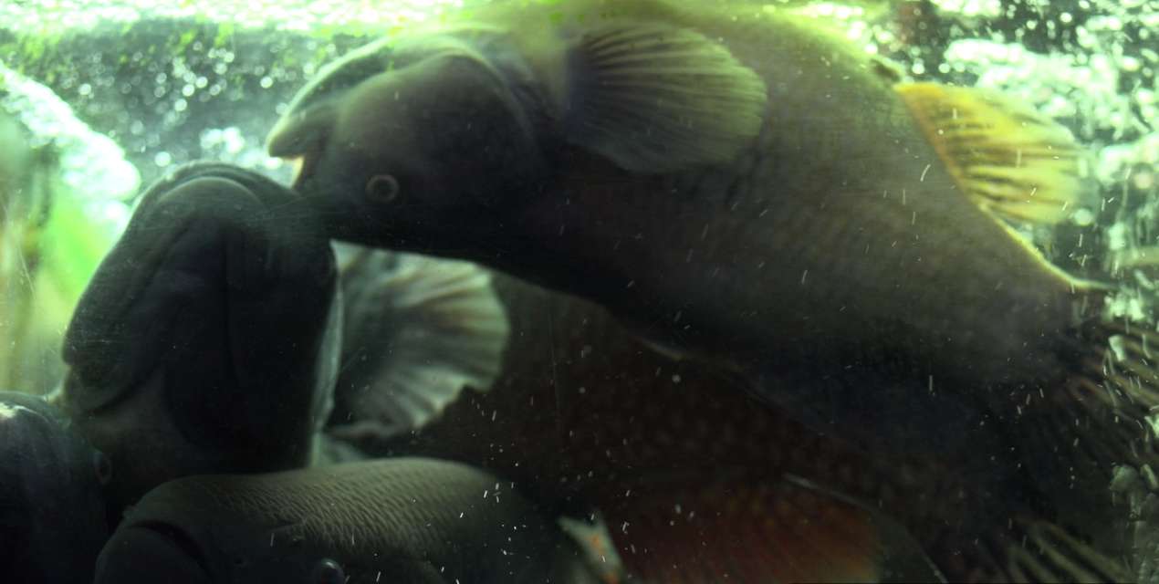 Mykonos Biennale 2015 - Film Festival -  Dead Fish Tank. - screen shot