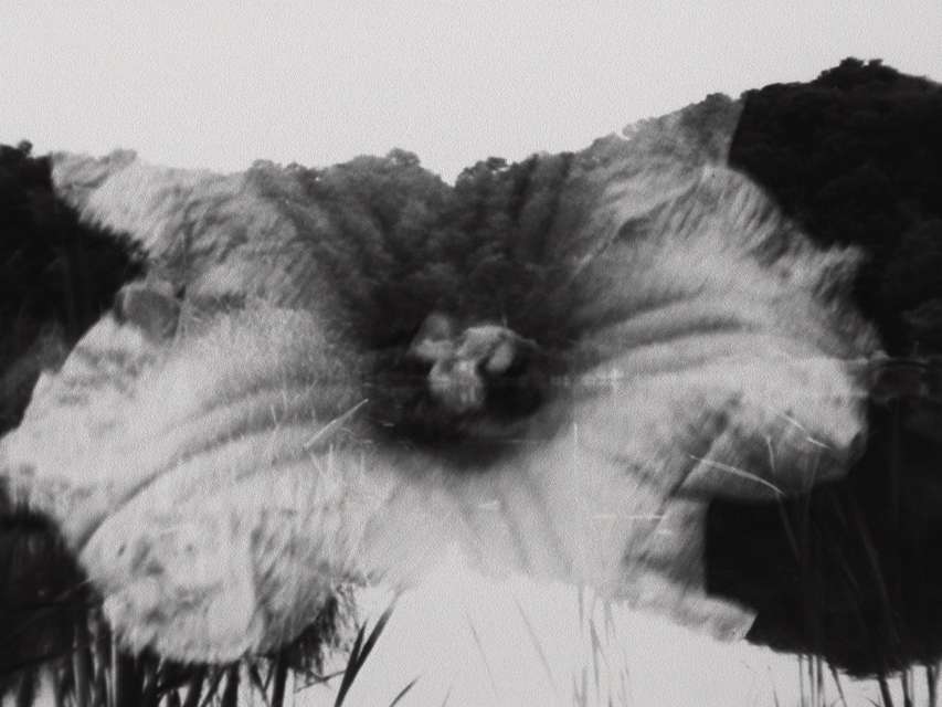 Mykonos Biennale 2015 - Film Festival -  Light Study - screen shot